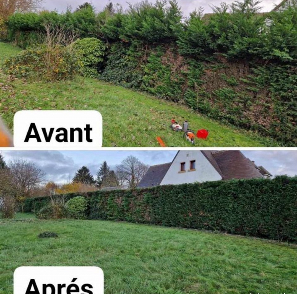 taille haie