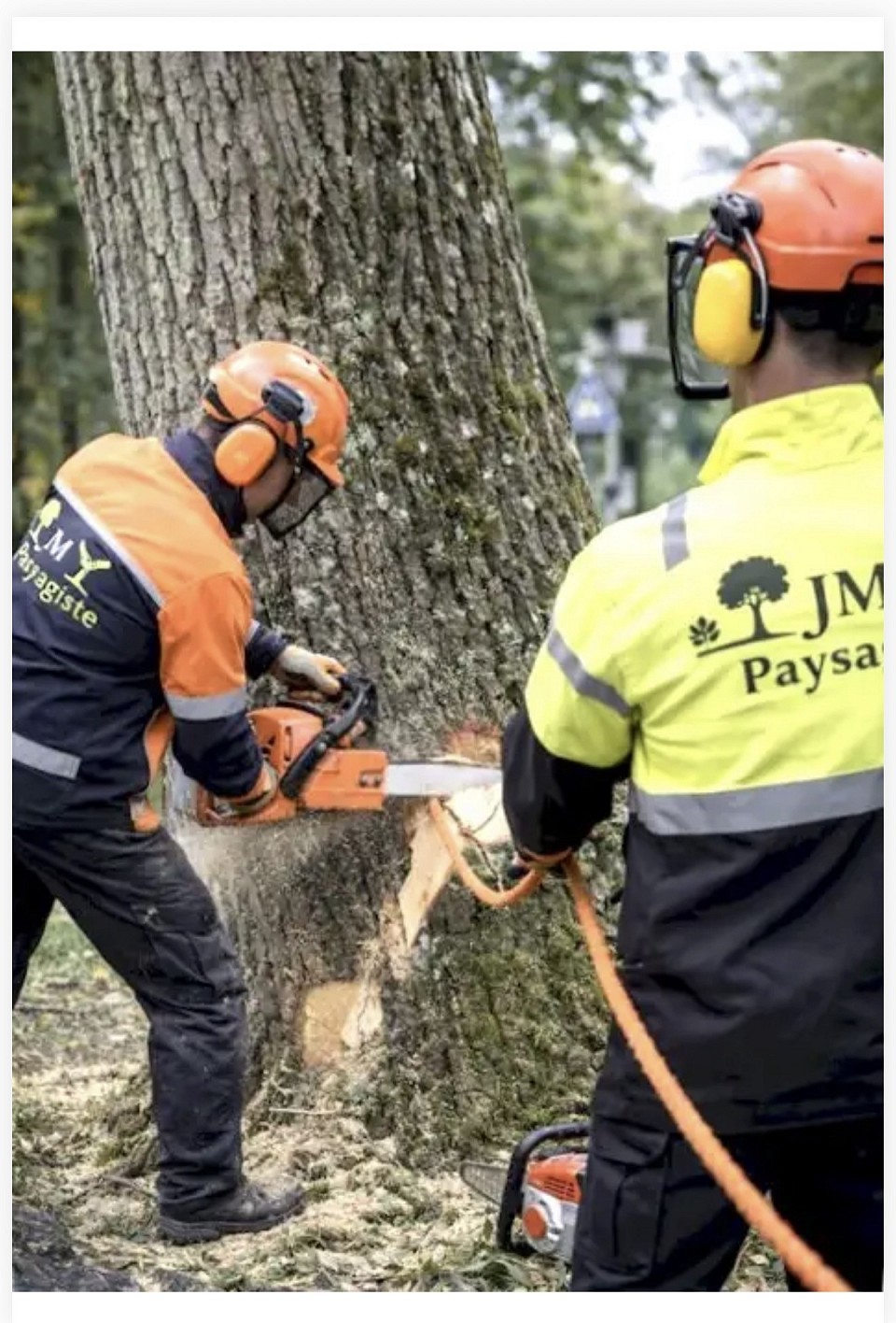 abattage élagage elagueur